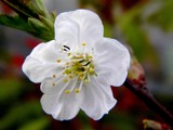 The Lonely Blossom by rhelms, Photography->Flowers gallery