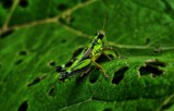 green on green by crystaliane, Photography->Insects/Spiders gallery