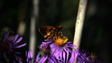 Fall's Return  by JayMxPhotography, photography->butterflies gallery