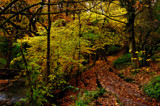 An Autumnal walk by biffobear, photography->nature gallery