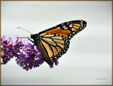 Days To Enjoy by vangoughs, photography->butterflies gallery