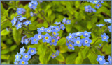 Forget Me Not by LynEve, photography->flowers gallery