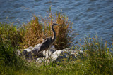 Heron on the Rocks by Pistos, photography->birds gallery