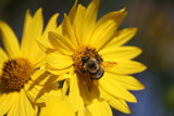 A Busy Bee Is a Happy Bee by tigger3, photography->insects/spiders gallery