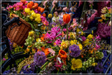 Spring Foofies 06 by corngrowth, photography->flowers gallery
