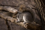 just us squirrels by mike100, Photography->Animals gallery