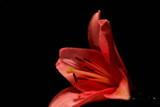 Day Lilly pictured at night by anfodor, Photography->Flowers gallery