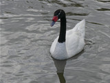 Black necked Swan by gonedigital, Photography->Birds gallery