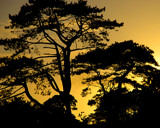 NATURE'S SILHOUETTES by LANJOCKEY, Photography->Sunset/Rise gallery