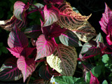 Art Show by bfrank, Photography->Nature gallery