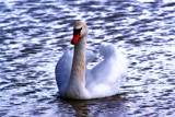 Swan by Rokh, Photography->Birds gallery