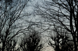 Complicated web by ovar2008, Photography->Skies gallery