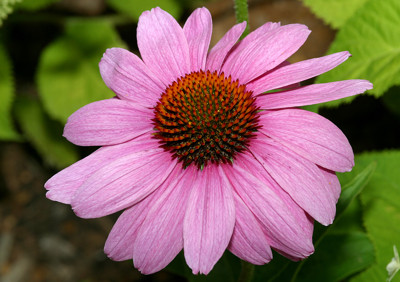 Click here to view at full resolution.