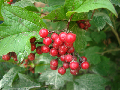 Click here to view at full resolution.