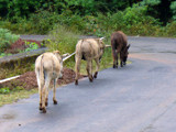 silent 'procession' by sahadk, Photography->Animals gallery