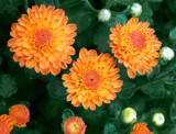 "Gigi Orange" Mum by trixxie17, photography->flowers gallery