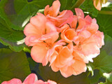 My 2026 Geraniums - 2 by trixxie17, photography->flowers gallery