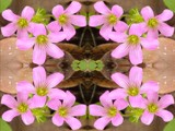 Trio times four by sunny184, photography->flowers gallery