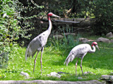 Common Crane by Ramad, photography->birds gallery