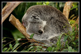 Momma And Baby Koala 2 by Jimbobedsel, photography->animals gallery
