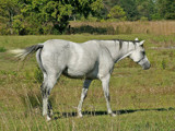 Beautiful Horse by PatAndre, photography->animals gallery