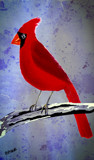 The Cardinal by bfrank, illustrations gallery