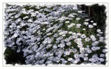 A Daisy Invasion by LynEve, photography->flowers gallery