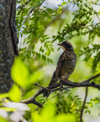 Click here to view at full resolution.