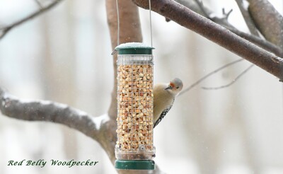 Click here to view at full resolution.