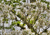 Dogwoods on the Blvd.... by nanadoo, photography->flowers gallery