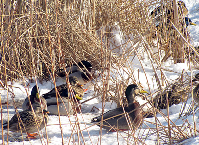 Click here to view at full resolution.