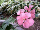 Pink Geraiums in Three by Pistos, photography->flowers gallery