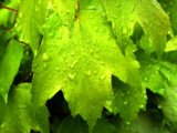 Rainy Day by Texan1968, photography->still life gallery
