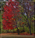 Red Tree At Wildwood by Jimbobedsel, photography->landscape gallery