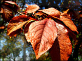 Copper-Beech Leaves by Papi11on, Photography->Nature gallery