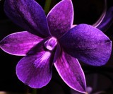 Purple Orchid by sunny184, photography->flowers gallery