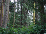 Cedar Grove by Zaeyal, Photography->Landscape gallery