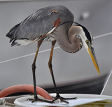 Fish In A Barrel by SR21, Photography->Birds gallery