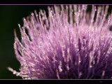 the dew dance by tee, Photography->Macro gallery