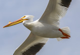 Pelican In Flight by rahto, photography->birds gallery