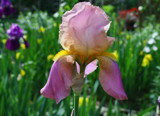 *** Irresistible Iris *** by jerseygurl, photography->flowers gallery