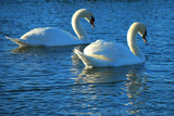 Pairs Paddling by braces, Photography->Birds gallery