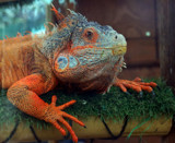 Easy by biffobear, photography->reptiles/amphibians gallery
