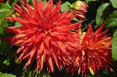 Click here to view at full resolution.