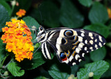 Spots by rahto, photography->butterflies gallery