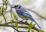 Blue Jay by rahto, photography->birds gallery