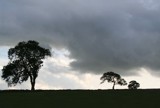 trees... by fogz, Photography->Landscape gallery