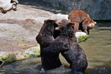 Bear Family by Ramad, photography->animals gallery