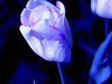 Blue Tulips and The Prince Frog by metpin777, Photography->Manipulation gallery