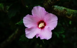 Rose of sharon by Tomeast, photography->flowers gallery